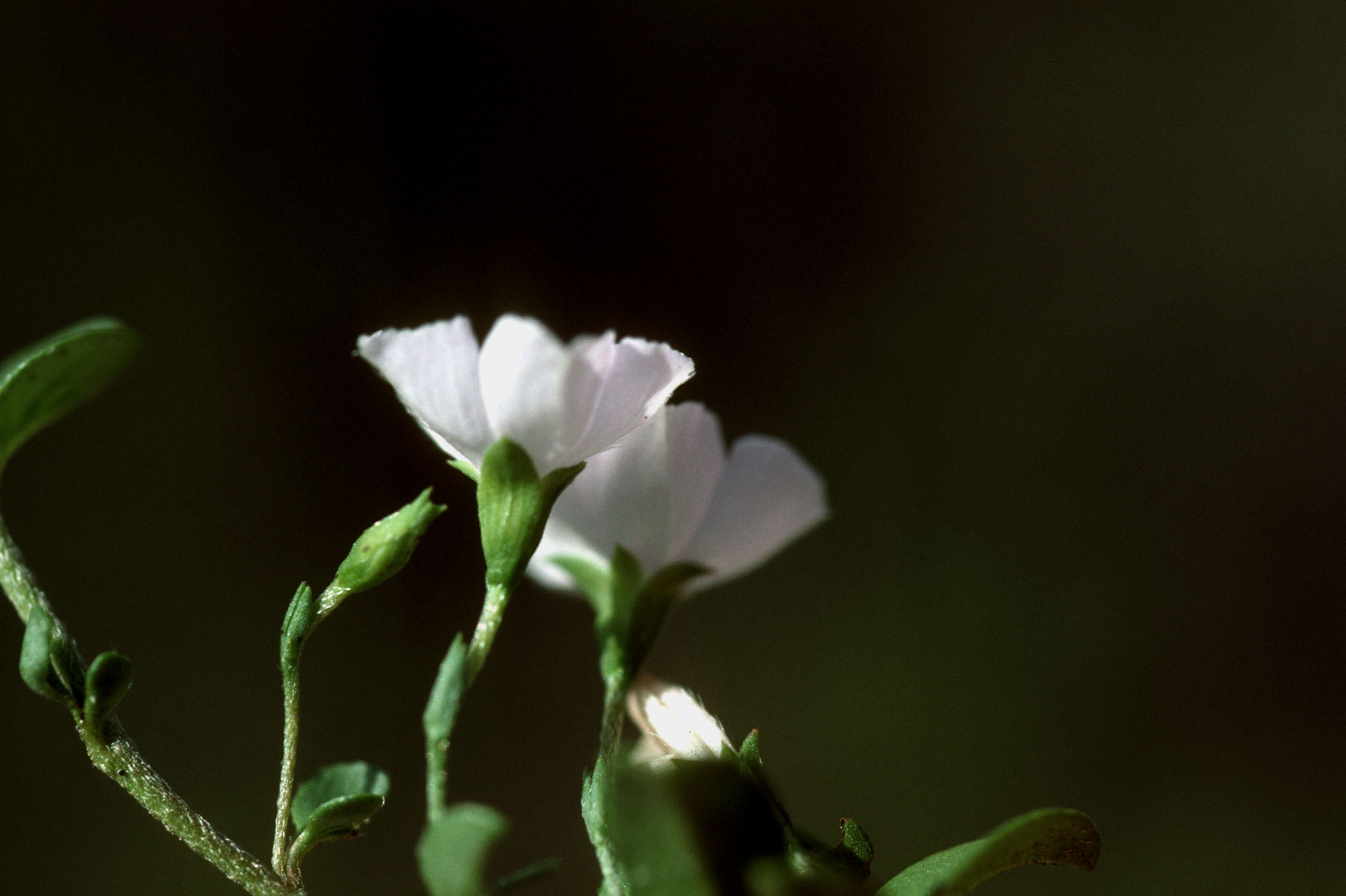 Image of Dwarf Bindweed