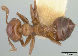 Crematogaster manni Buren 1968 resmi