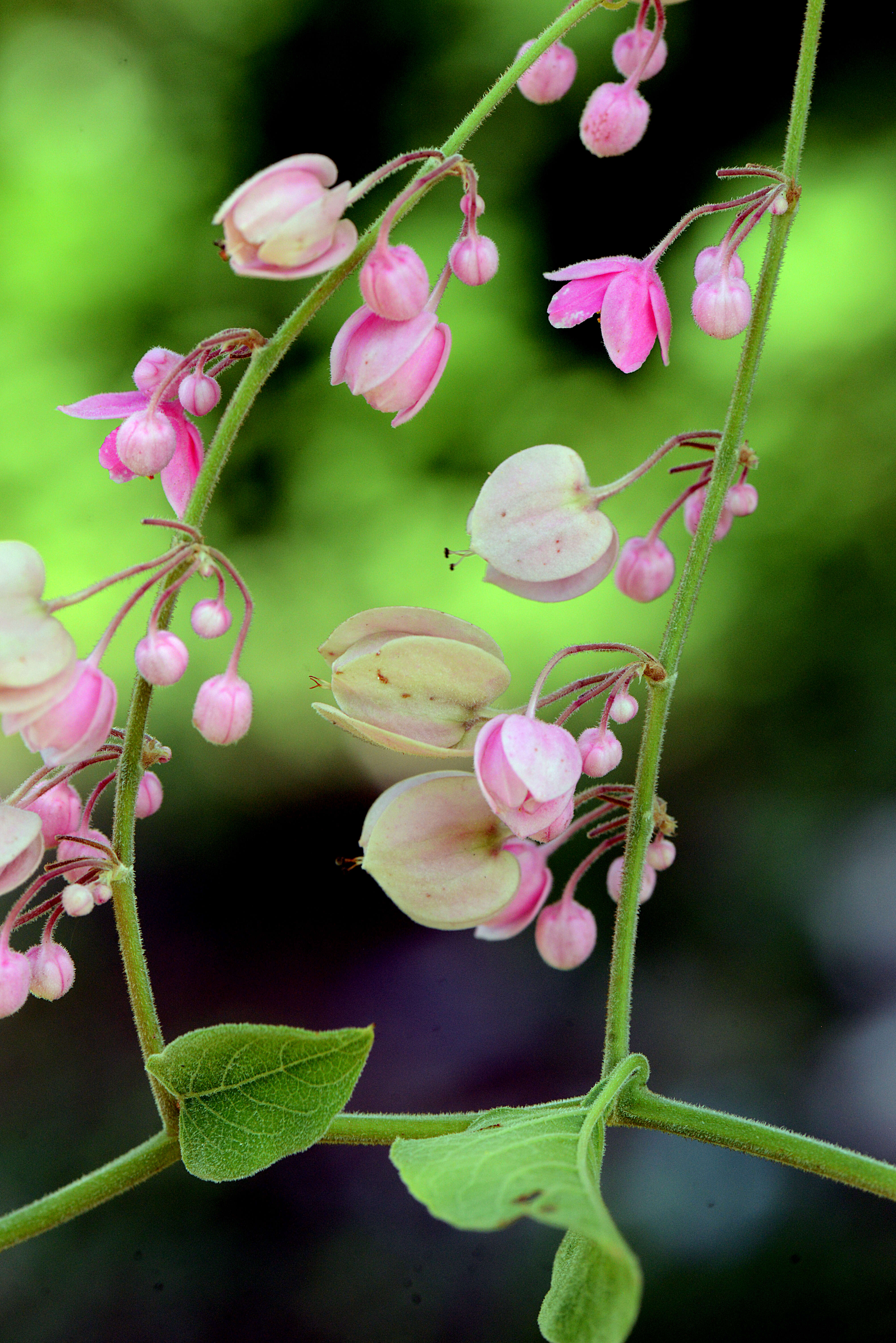 Image of Antigonon cinerascens Mart. & Galeotti