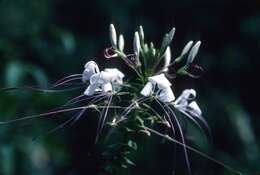 Image of Cleome spinosa Jacq.