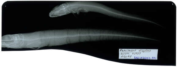 Image of Black eelpout