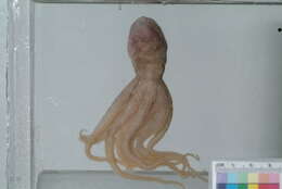 Image de Octopus Cuvier 1798