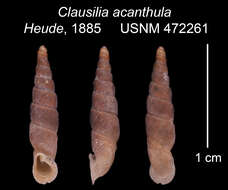 Image of <i>Clausilia acanthula</i> Heude