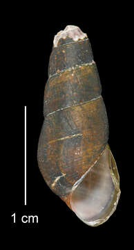 Image of Juga plicifera (I. Lea 1838)