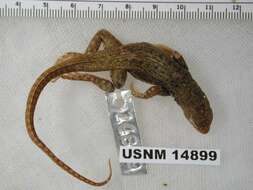 Image of Galapagos Lava Lizard