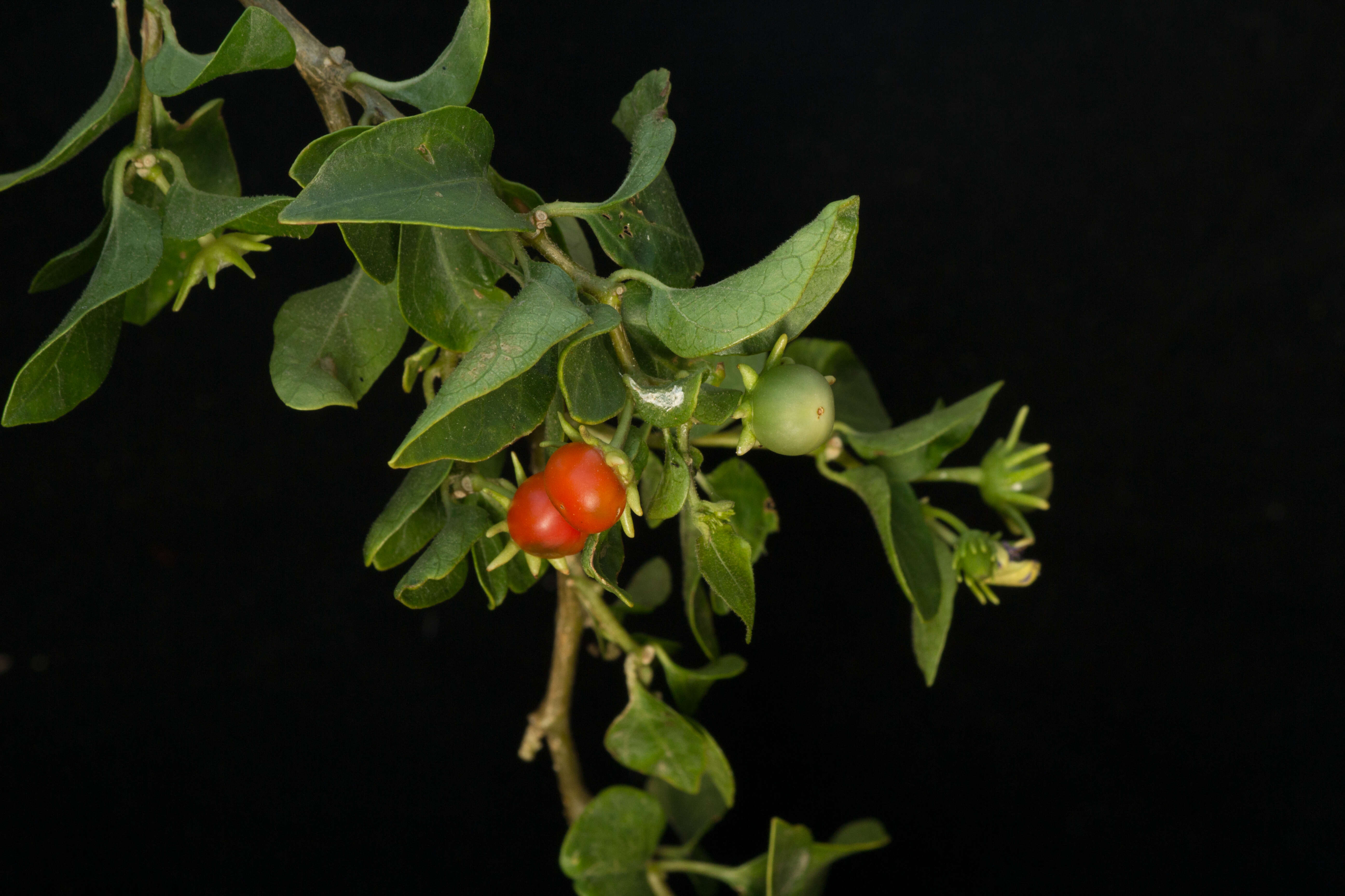 Image of Lycianthes lenta (Cav.) Bitter