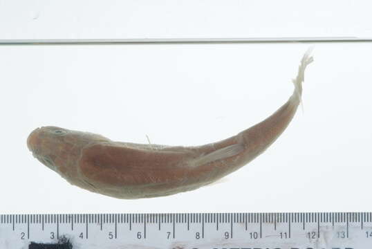 Image of Gila Chub