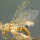 صورة Camponotus macilentus castellanus Wheeler 1924