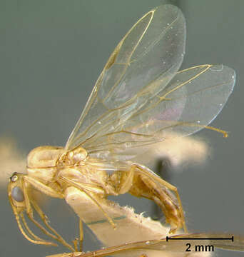 صورة Camponotus macilentus castellanus Wheeler 1924