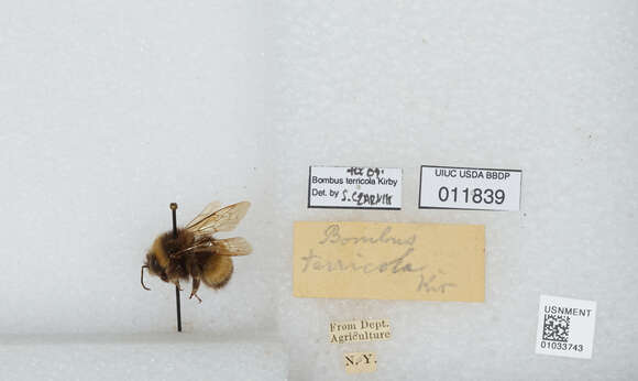 Plancia ëd Bombus terricola Kirby 1837