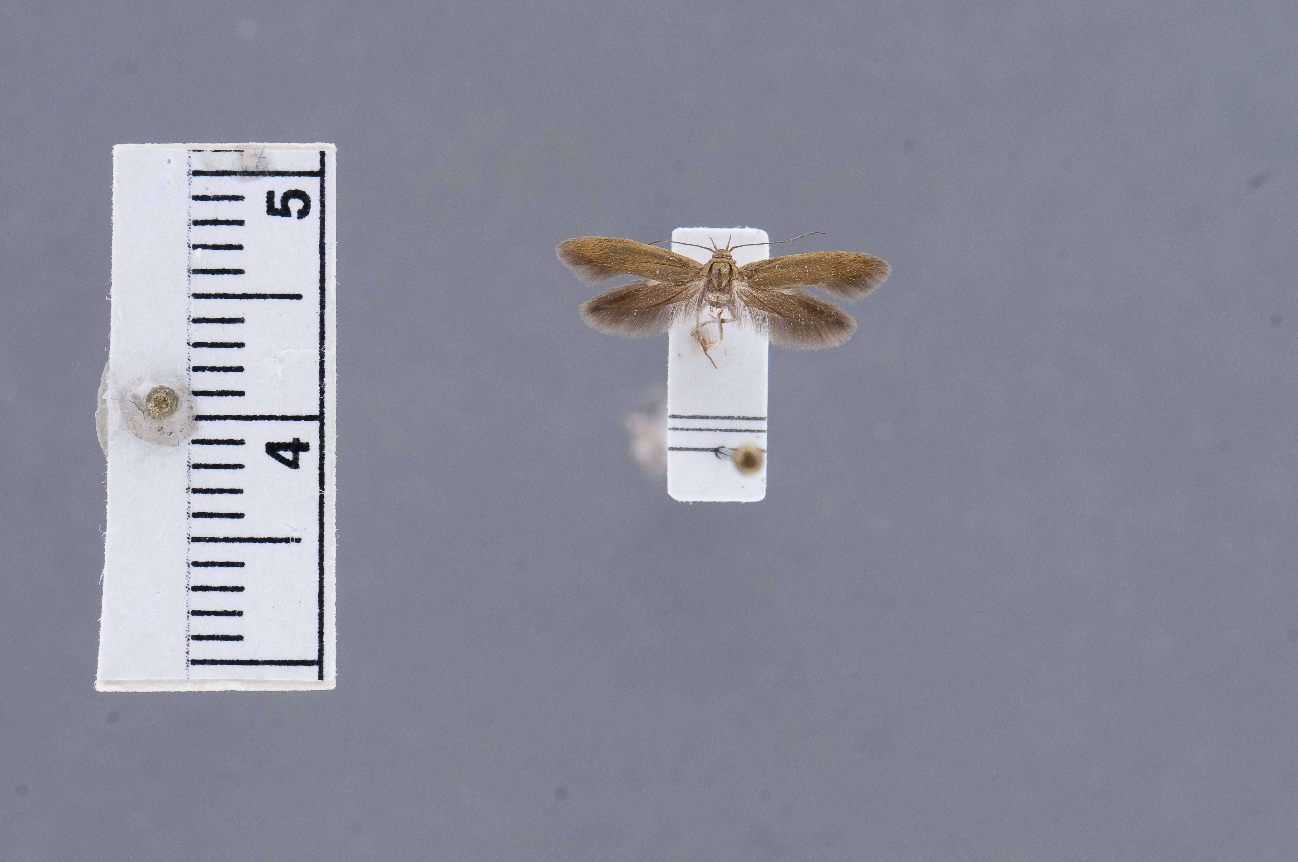 Image of Scythris adustella Jaeckh 1978