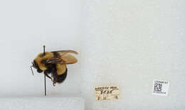 Слика од Bombus affinis Cresson 1864