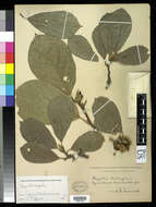Image of Saucer magnolia