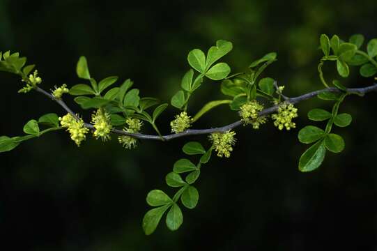 Image of lime pricklyash