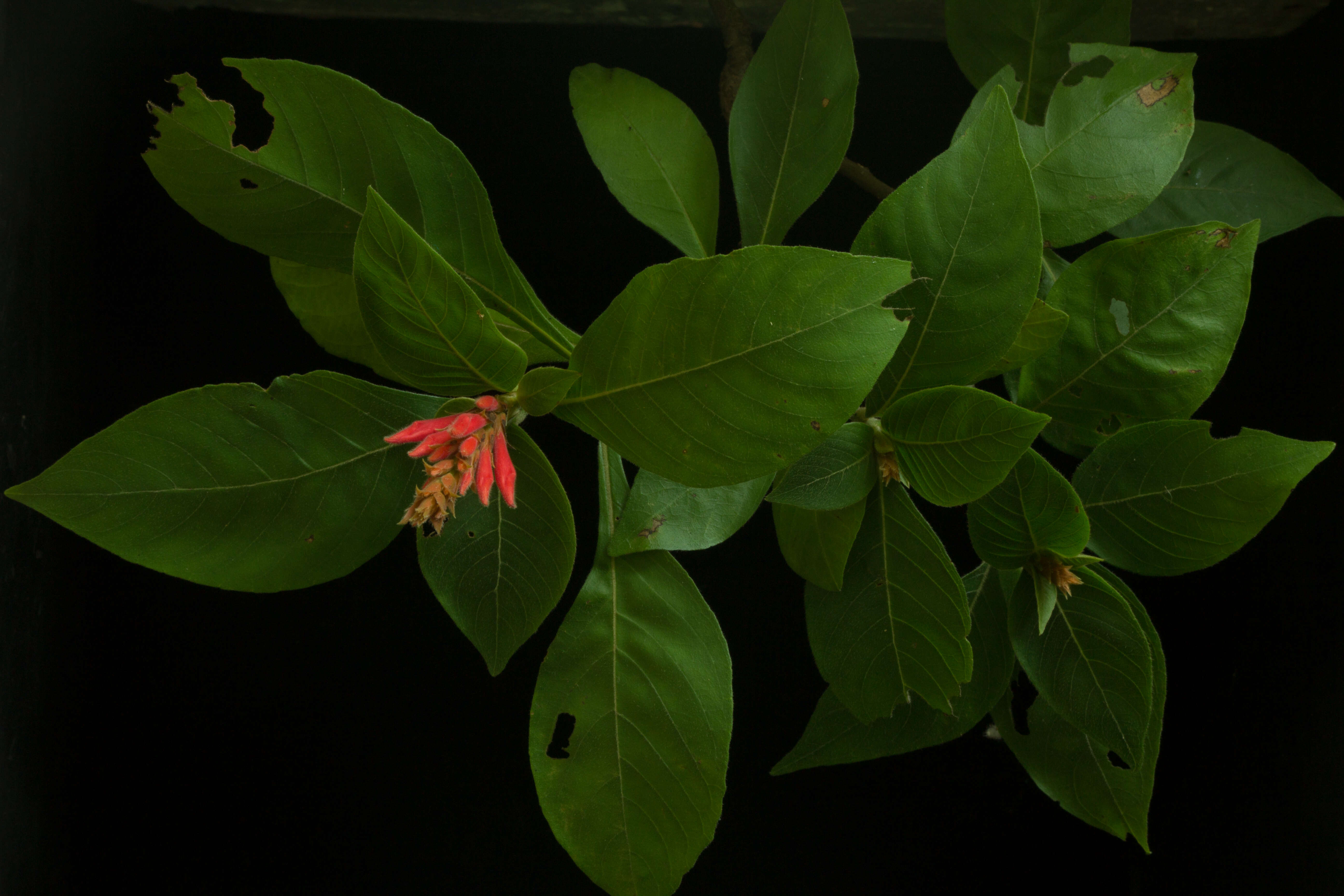 Image de Aphelandra scabra (Vahl) Sm.