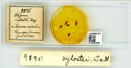 Image of Aphid