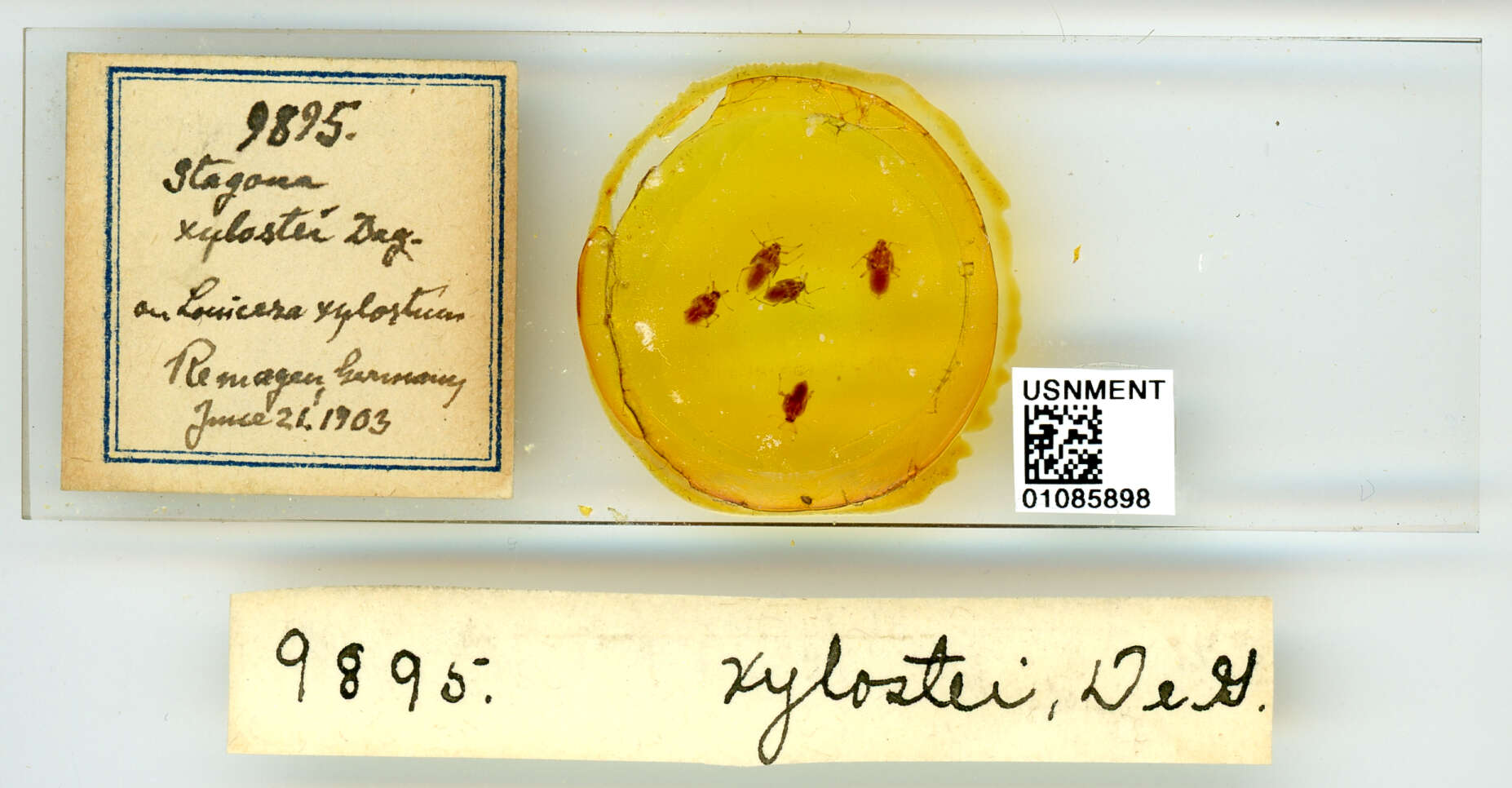 Image of Aphid