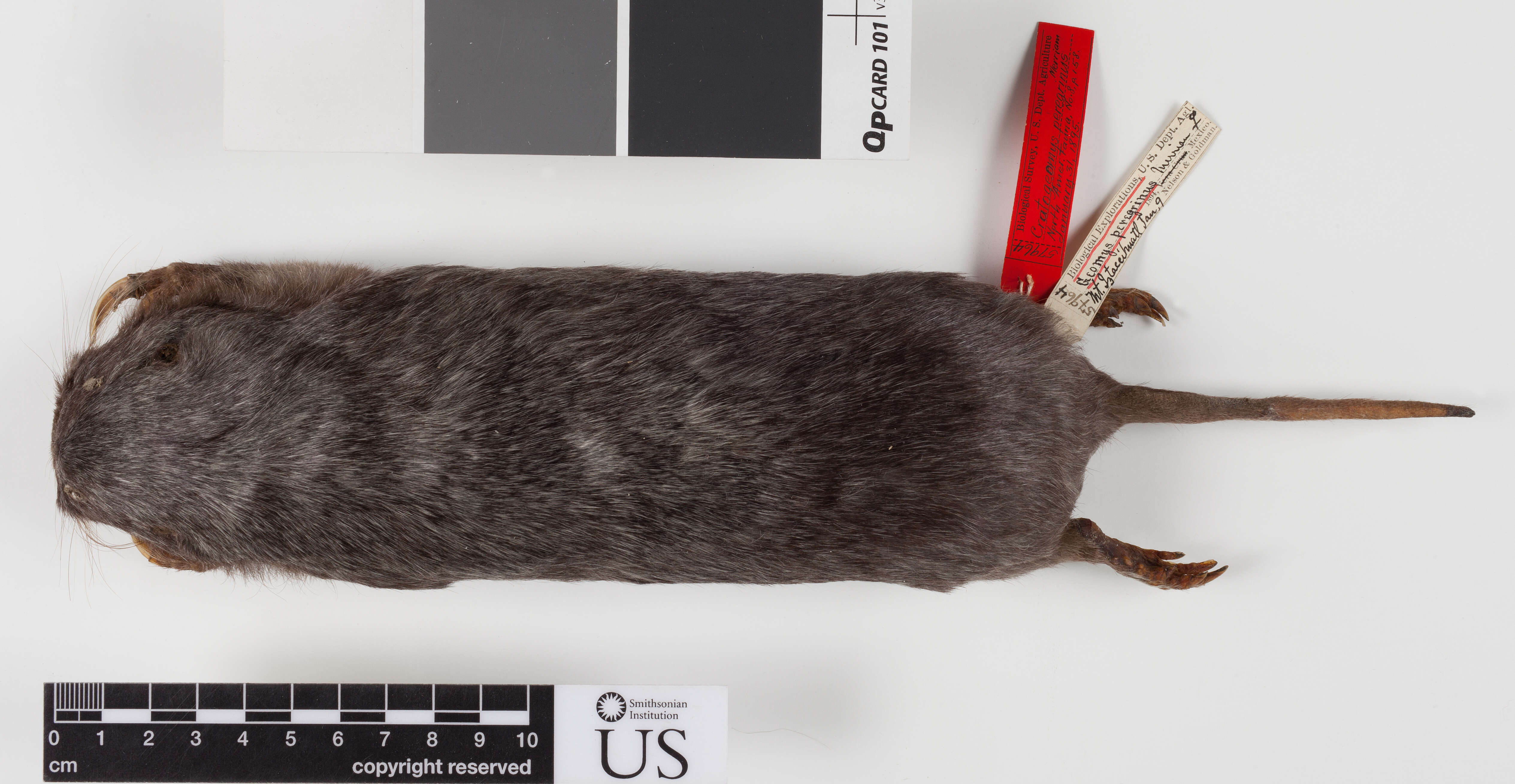 Image of Merriam's Pocket Gopher