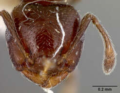 Image of Crematogaster brevispinosa striatinota Forel 1912