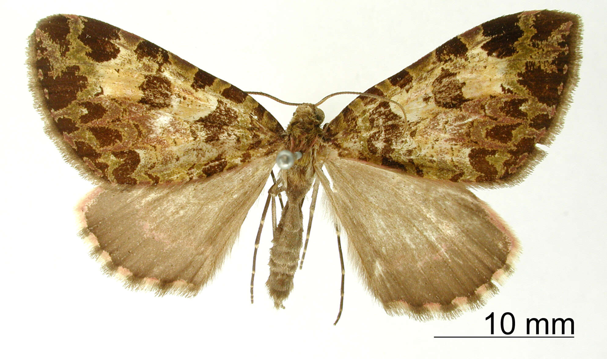Image of Erebochlora duplicata Thierry-Mieg 1907
