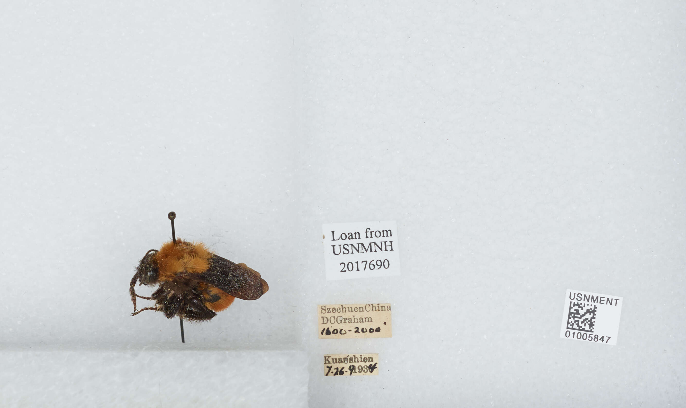 Image of Bombus atripes Smith 1852