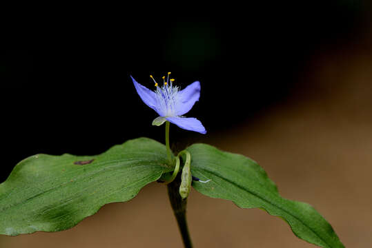 Image de Tradescantia guatemalensis C. B. Clarke