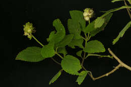 Image of Lantana hirta Graham