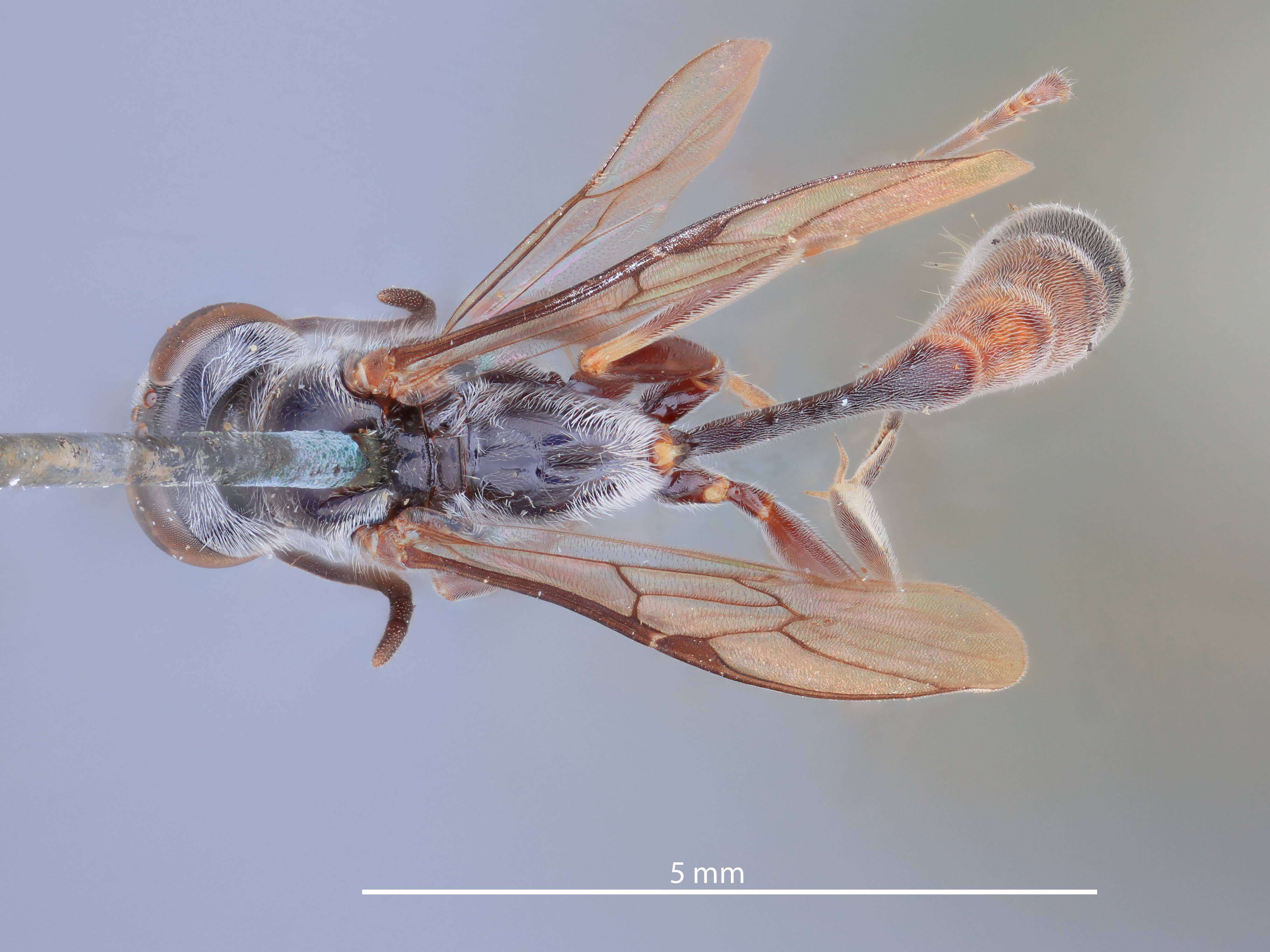 Image de Trypoxylon membranaceum Tsuneki 1979