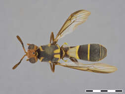Image of Auloceromyia