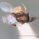 Image de Agromyzaphagus detrimentosus Gahan 1912