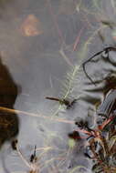 Image of Myriophyllum L.