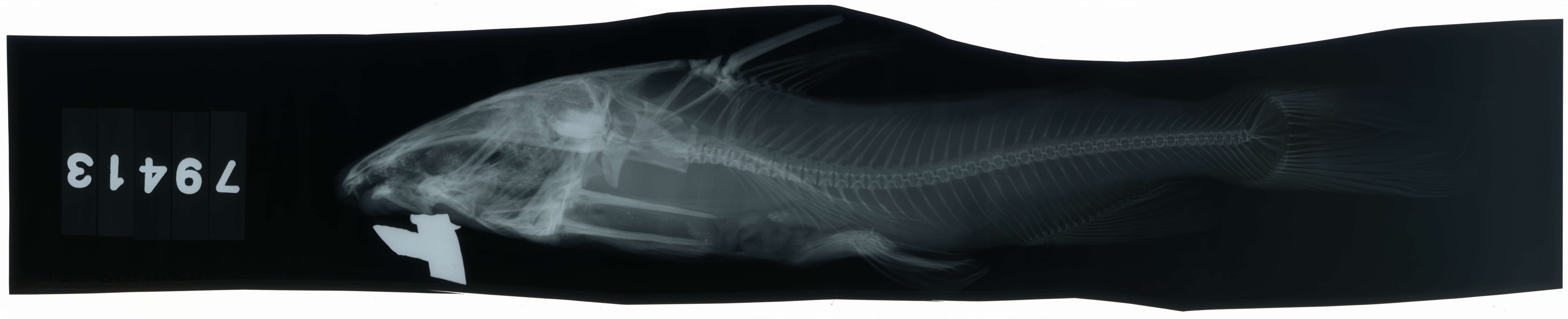 Image of Besudo sea catfish