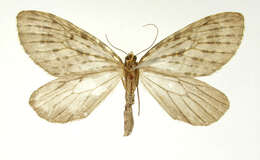Image of Graphidipus flavifilata Dognin 1906