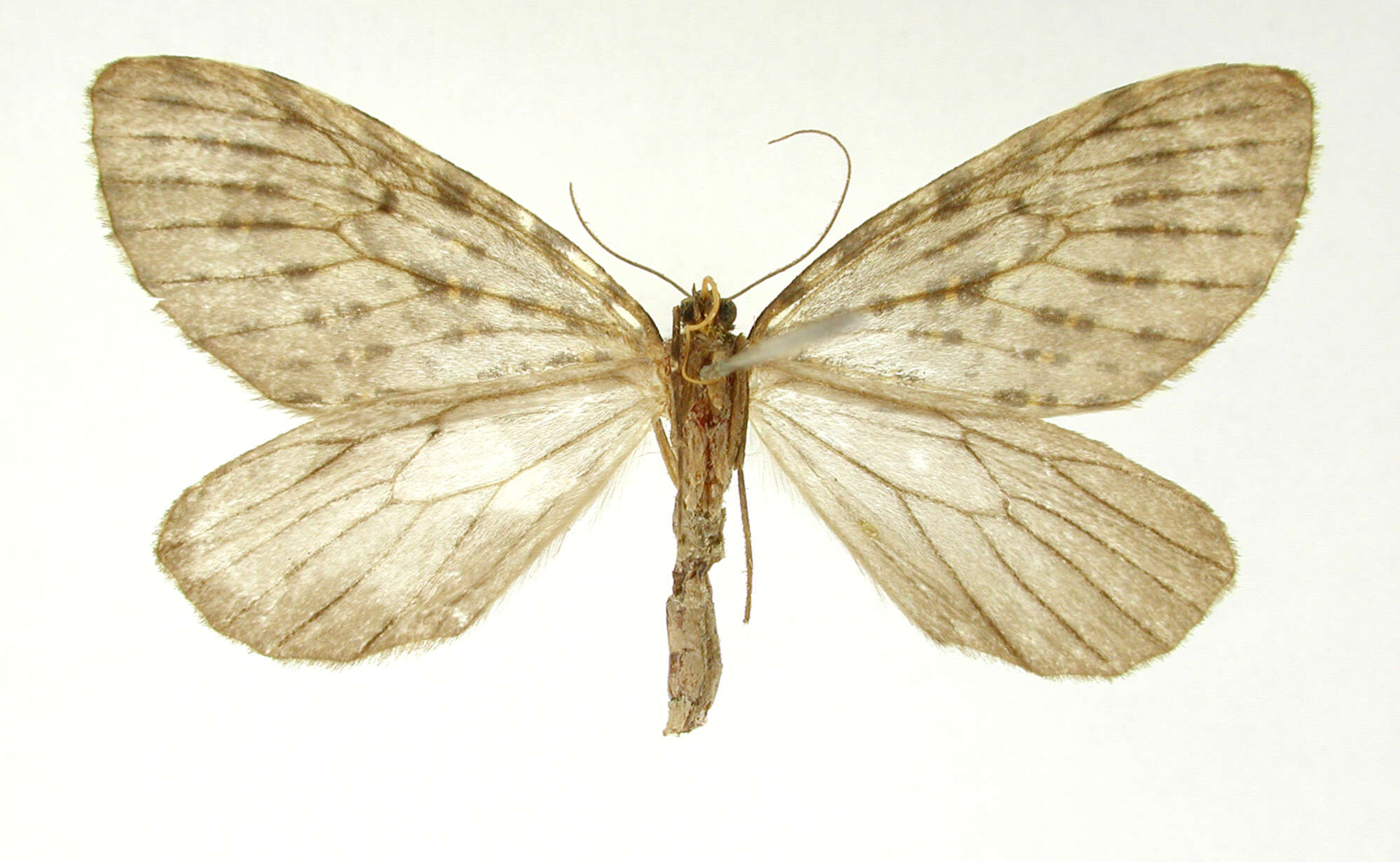 Image of Graphidipus flavifilata Dognin 1906