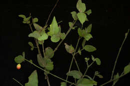 Image of Crossopetalum uragoga (Jacq.) O. Kuntze