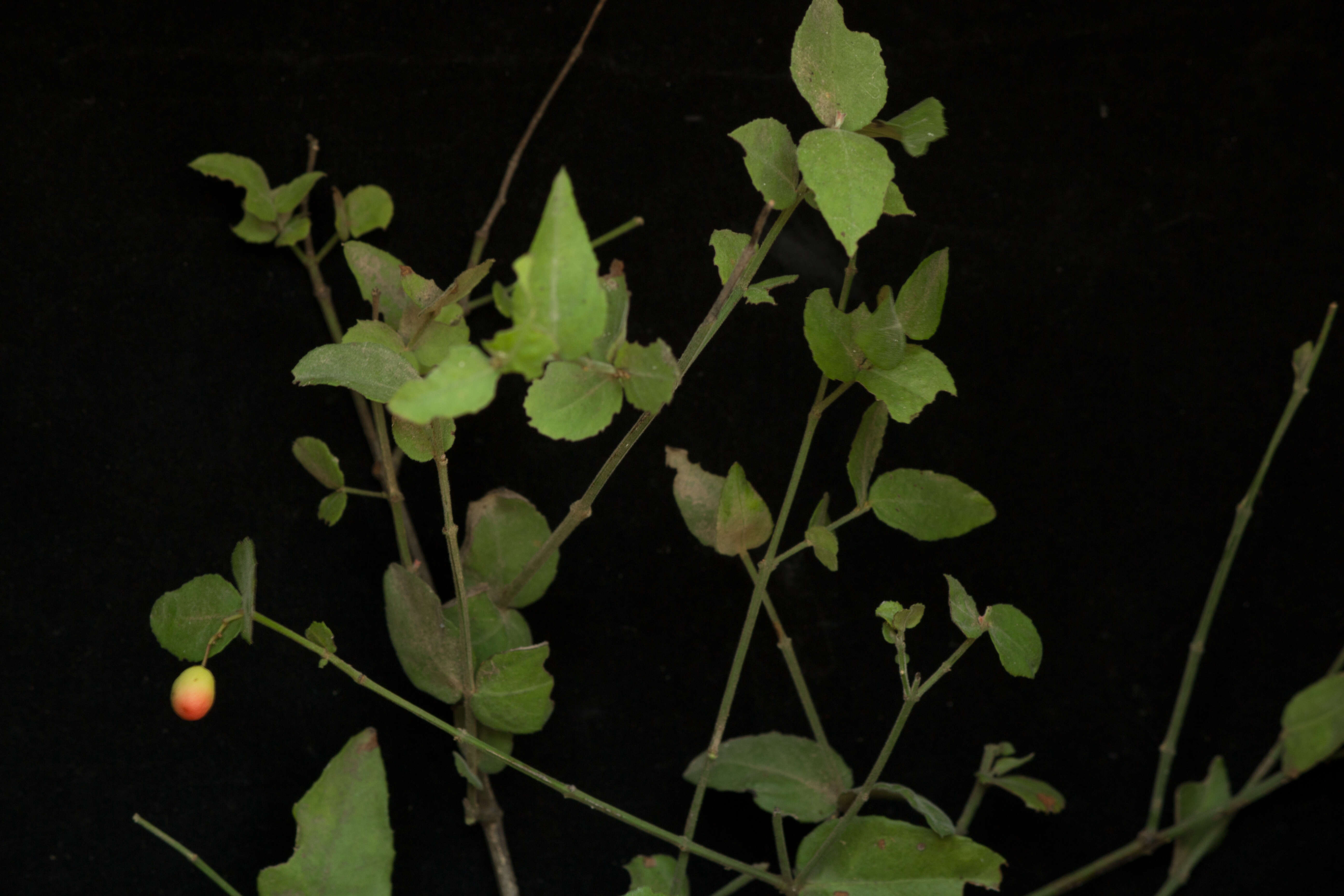 Image of Crossopetalum uragoga (Jacq.) O. Kuntze