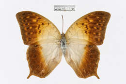 Charaxes fulvescens (Aurivillius 1891)的圖片