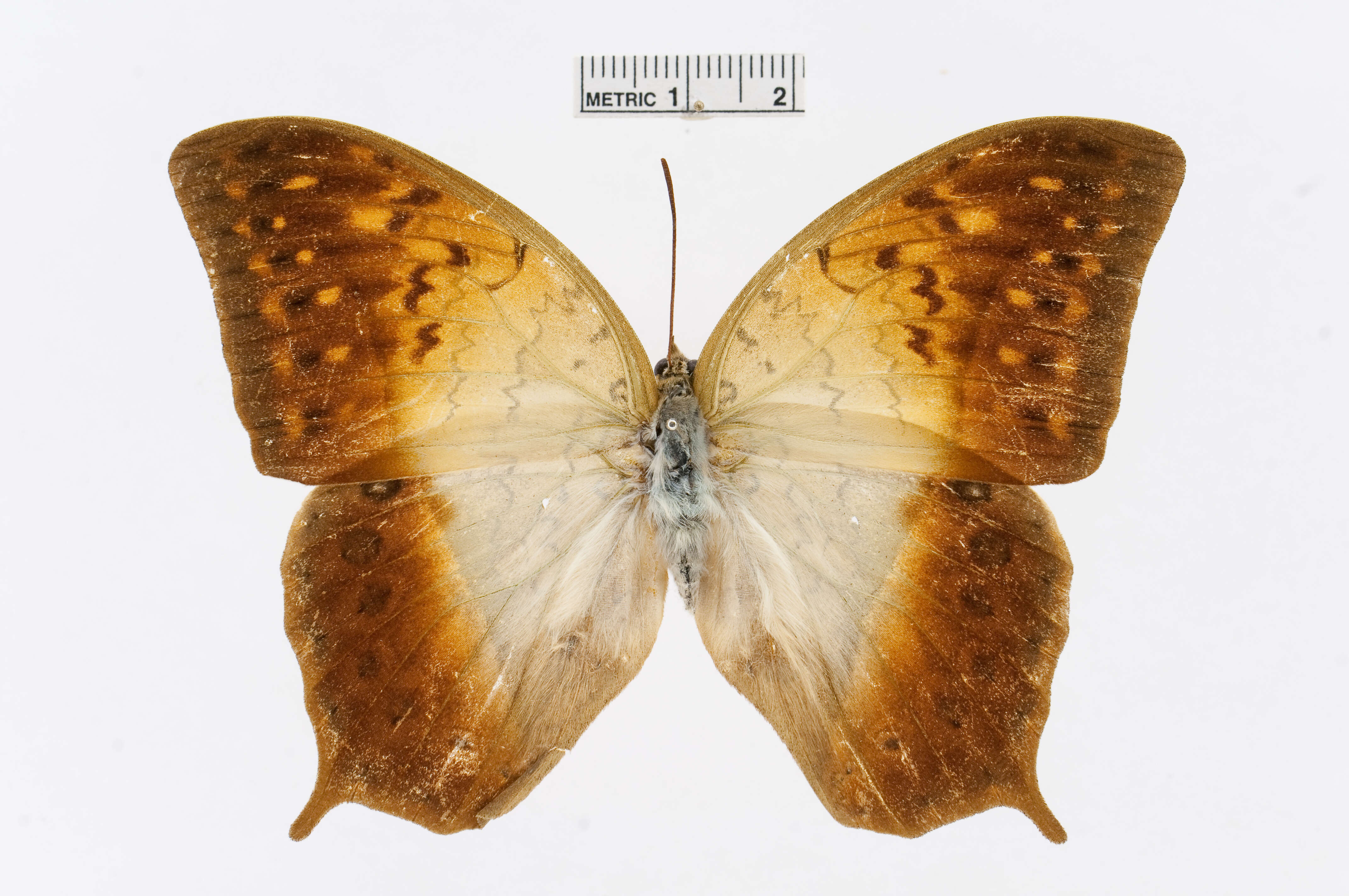 Charaxes fulvescens (Aurivillius 1891)的圖片