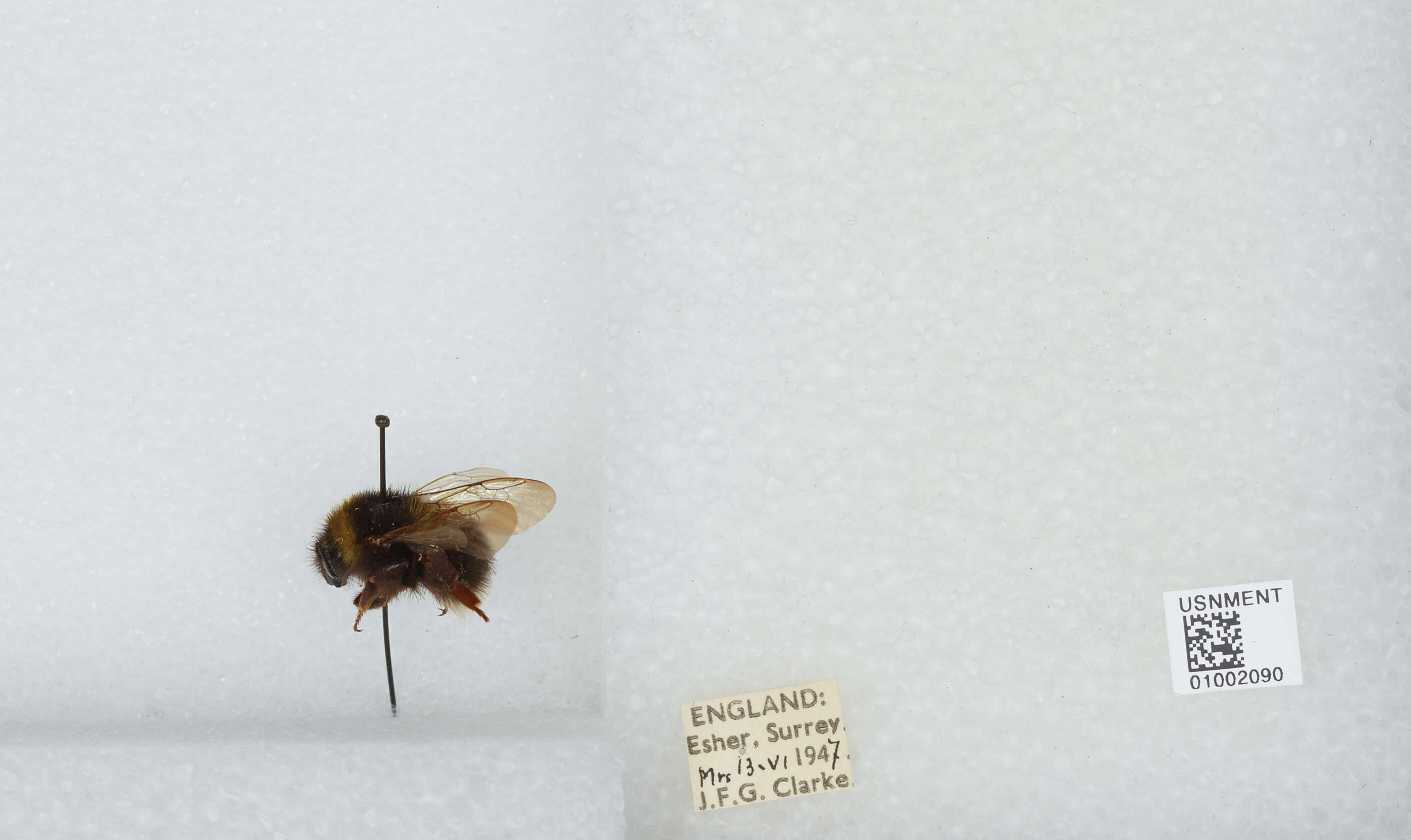 Plancia ëd Bombus hortorum (Linnaeus 1761)