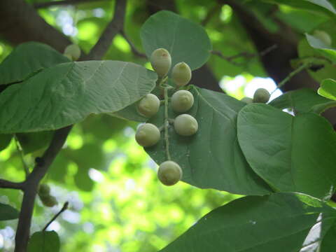 Plancia ëd Styrax obassia Siebold & Zucc.