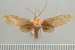 Image of Holophaea gentilicia Schaus 1911