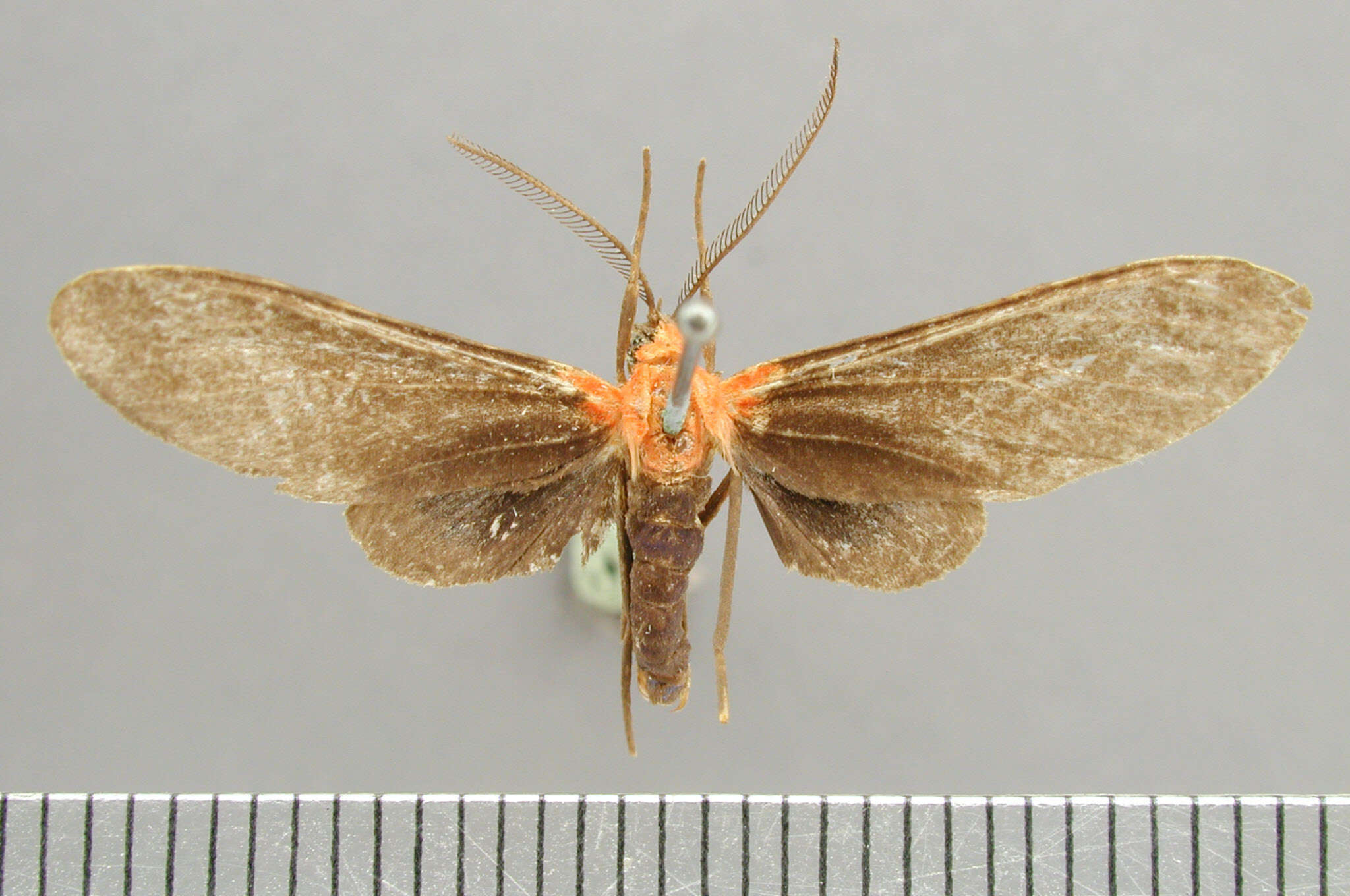 Image of Holophaea gentilicia Schaus 1911