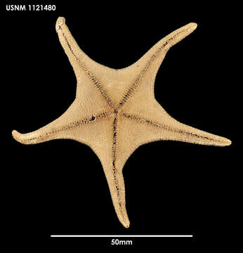 Image of Acodontaster capitatus (Koehler 1912)