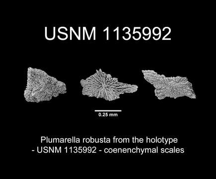 Image of Plumarella robusta Cairns 2011