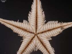 Image of Astropecten marginatus Gray 1840