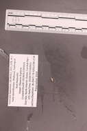 Sivun Amphissa acutecostata (Philippi 1844) kuva