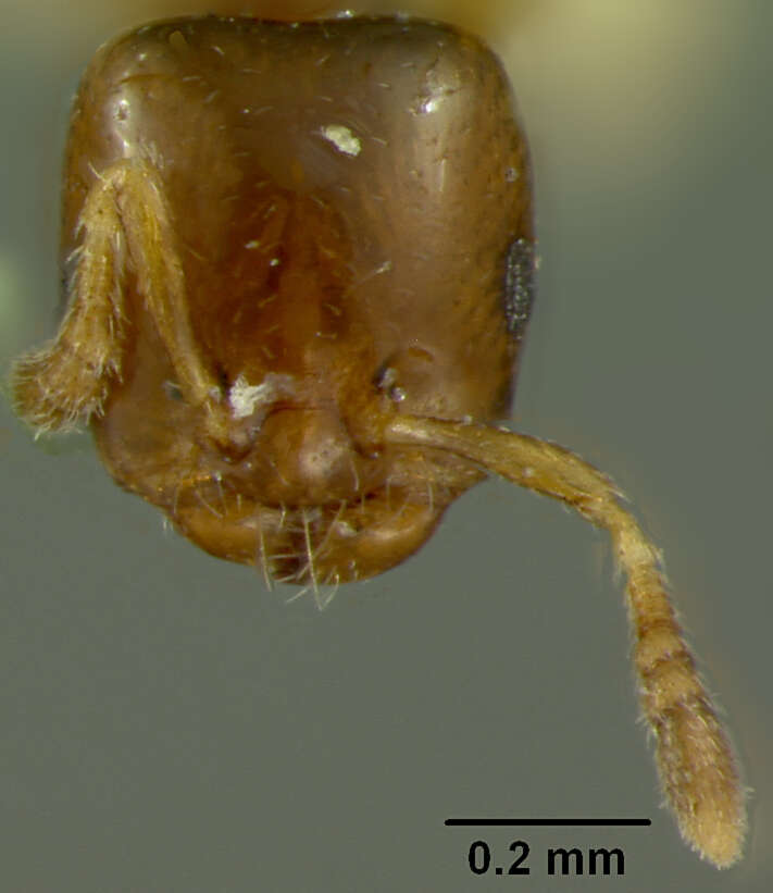 Image of Myrmelachista guyanensis Wheeler 1934