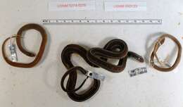 Image of Thamnophis sirtalis pickeringii (Baird & Girard 1853)