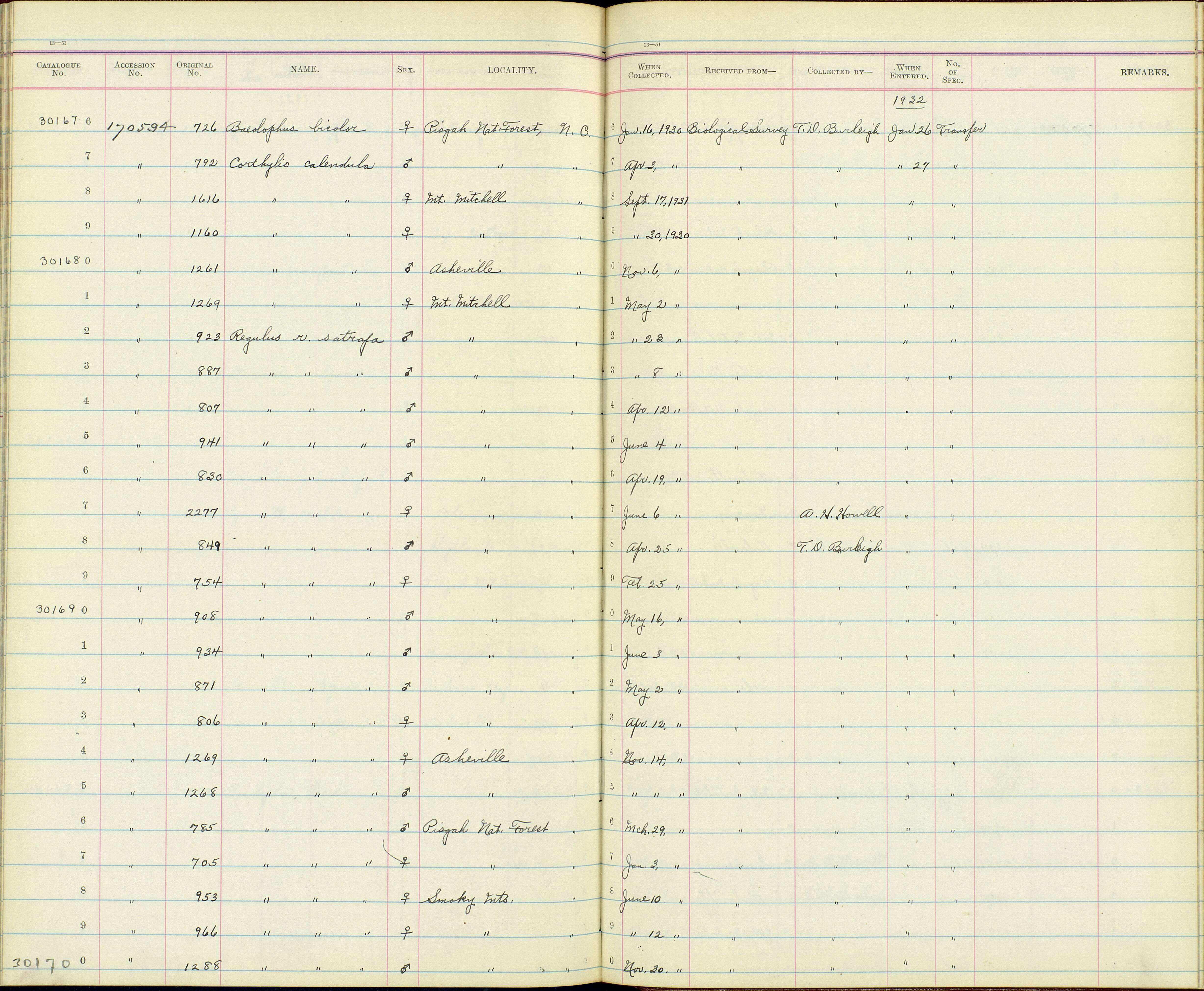 Regulus satrapa satrapa Lichtenstein & Mhk 1823 resmi