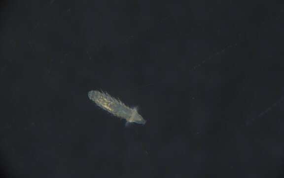 Image of Glyceridae